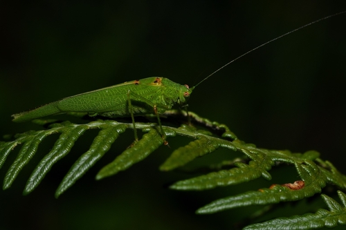 Mediterranean Katydid