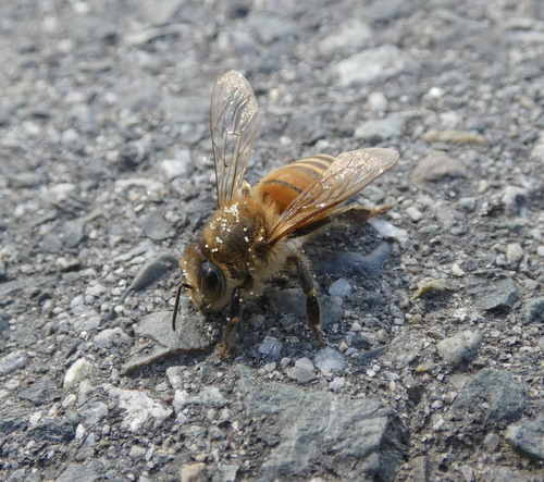 Western Honey Bee
