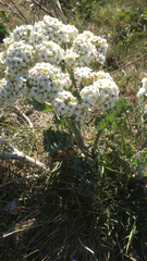 Crambe maritima