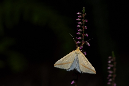 Vestal