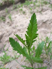 Rorippa amphibia