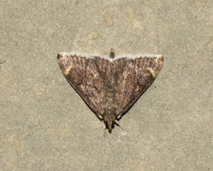 Pyrausta niveicilialis