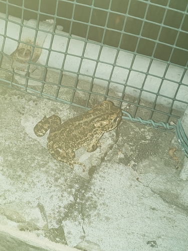 Green Toad