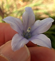 Wahlenbergia appressifolia