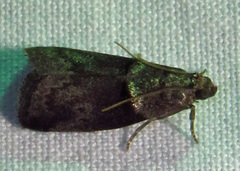 Acrobasis caryae