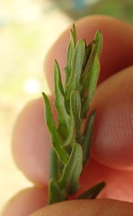 Wahlenbergia appressifolia