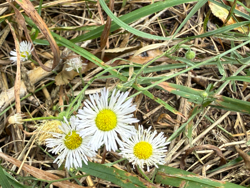 Erigeron divergens, photograph 3