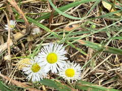 Erigeron divergens, photograph (c) Jared Lincenberg, some rights reserved (CC BY)