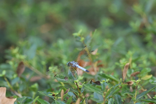 Blue Dasher