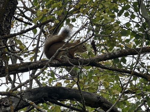 American Red Squirrel