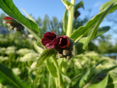 Cynoglossum officinale