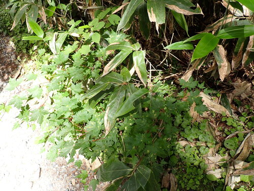 Acer tschonoskii, photograph 3