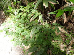 Acer tschonoskii, photograph (c) W Rao, some rights reserved (CC BY)