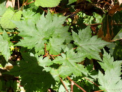 Acer tschonoskii, photograph (c) W Rao, some rights reserved (CC BY)