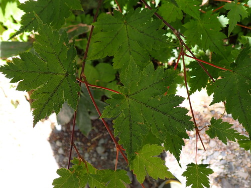 Acer tschonoskii, photograph 2