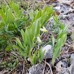 Polygonatum odoratum
