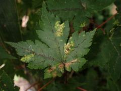 Acer tschonoskii