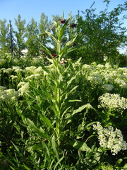 Cynoglossum officinale