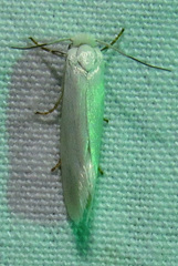 Prodoxus decipiens