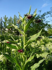 Cynoglossum officinale