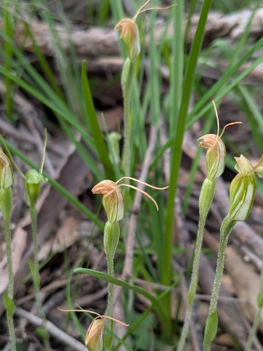 Pterostylis nana, photograph 5