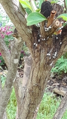 Eriococcus lagerstroemiae