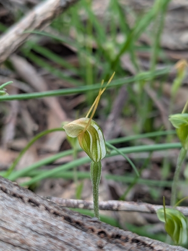 Pterostylis nana, photograph 6