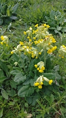 Primula veris