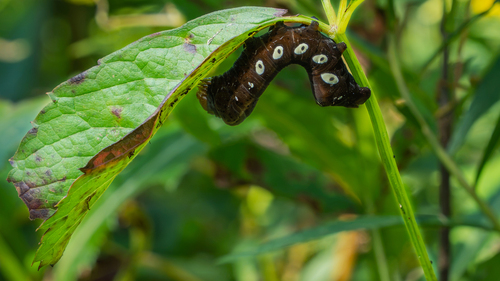 Pandorus Sphinx
