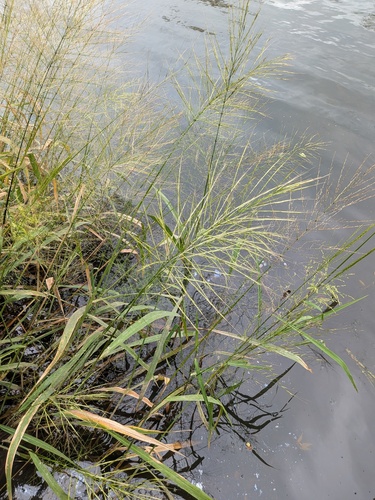 Zizania aquatica, photograph 2