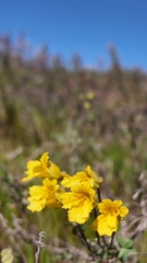 Tropaeolum hookerianum
