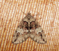 Hydriomena irata