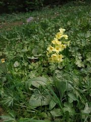 Primula elatior