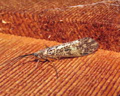 Clistoronia magnifica