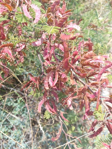 Mimosa aculeaticarpa, photograph 1