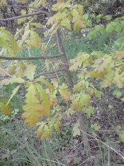 Quercus robur