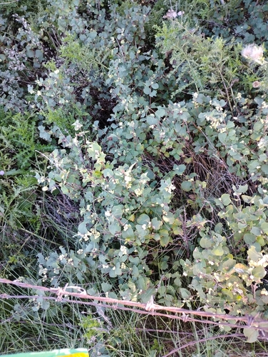 Western Snowberry