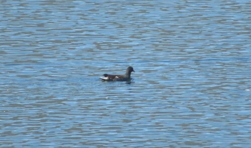 Common Gallinule seen in Sonoma Valley