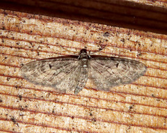 Eupithecia harrisonata