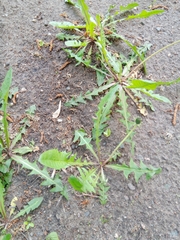 Taraxacum officinale