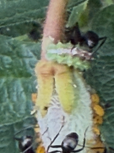 Four-speckled Hover Fly