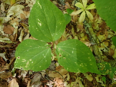 author not stated, no rights reserved Trillium undulatum, photograph author not stated, no rights reserved