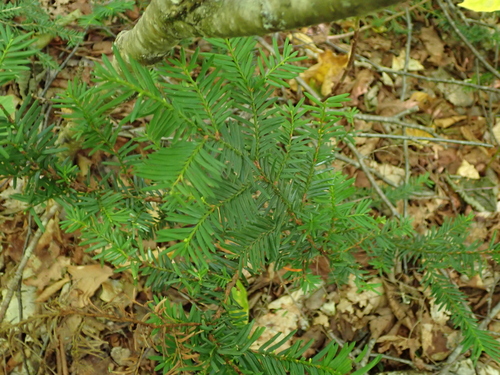 Taxus canadensis, photograph 6