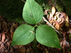author not stated, no rights reserved Trillium undulatum, photograph author not stated, no rights reserved