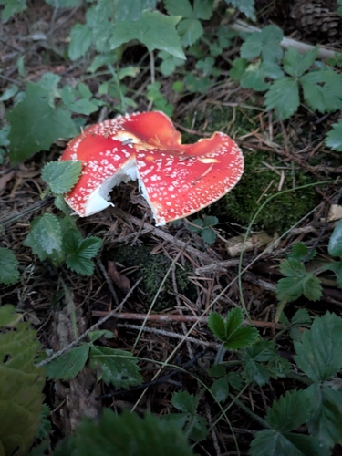 Fly Agaric