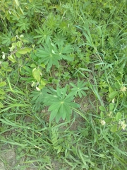 Lupinus polyphyllus