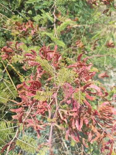 Mimosa aculeaticarpa, photograph 2