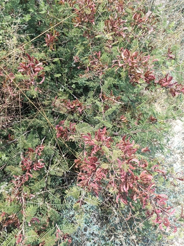 Mimosa aculeaticarpa, photograph 3