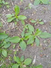 Plantago major