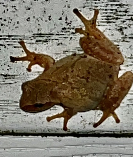 Spring Peeper